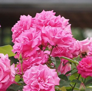 Zephirine Drouhin Climbing Rose