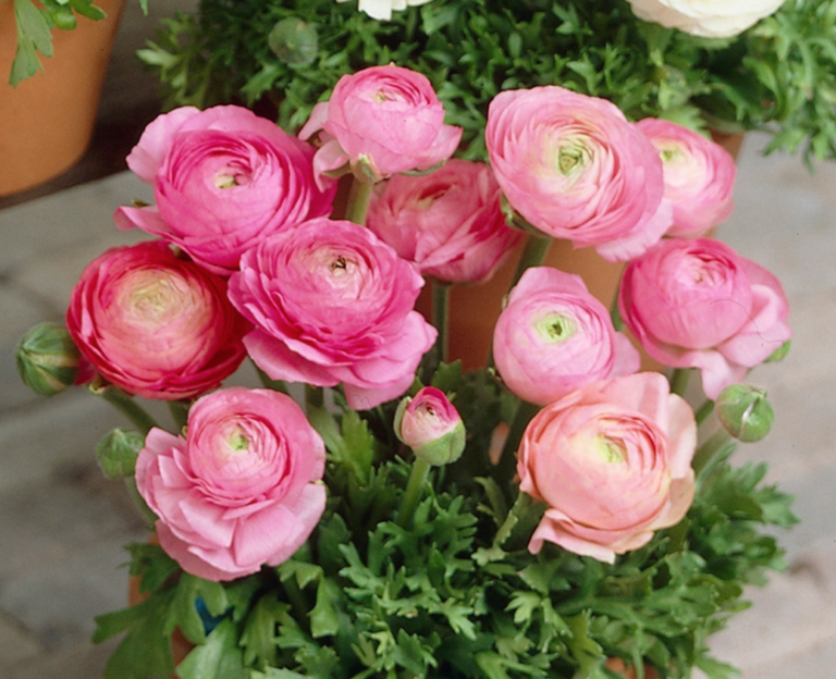 Ranunculus Pink - Halifax Perennials Inc.