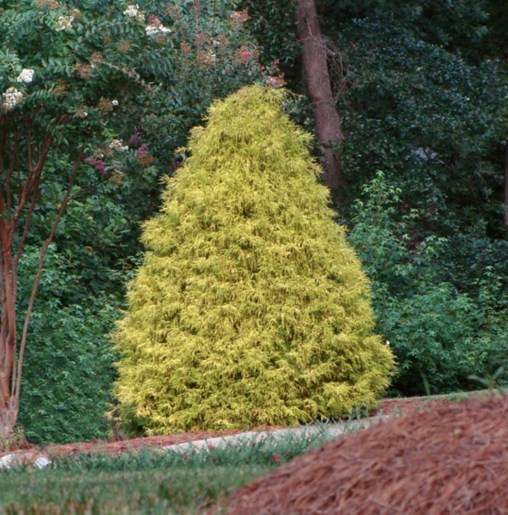 Chamaecyparis Pisifera `Filifera Aurea` Sawara Cypress Or, 42% OFF