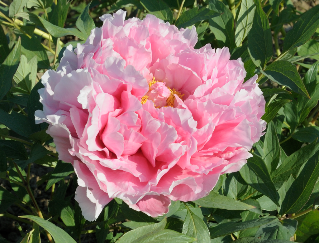 Jacqueline Farvacques Tree Peony (France) - Halifax Perennials Inc.