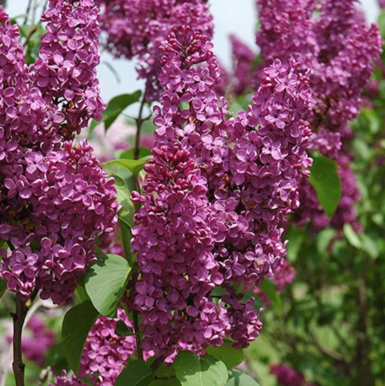 Ludwig Spaeth Lilac (3-gallon) - final sale - Halifax Perennials Inc.