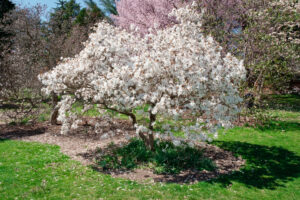 Magnolia Royal Star