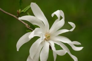 Magnolia Royal Star