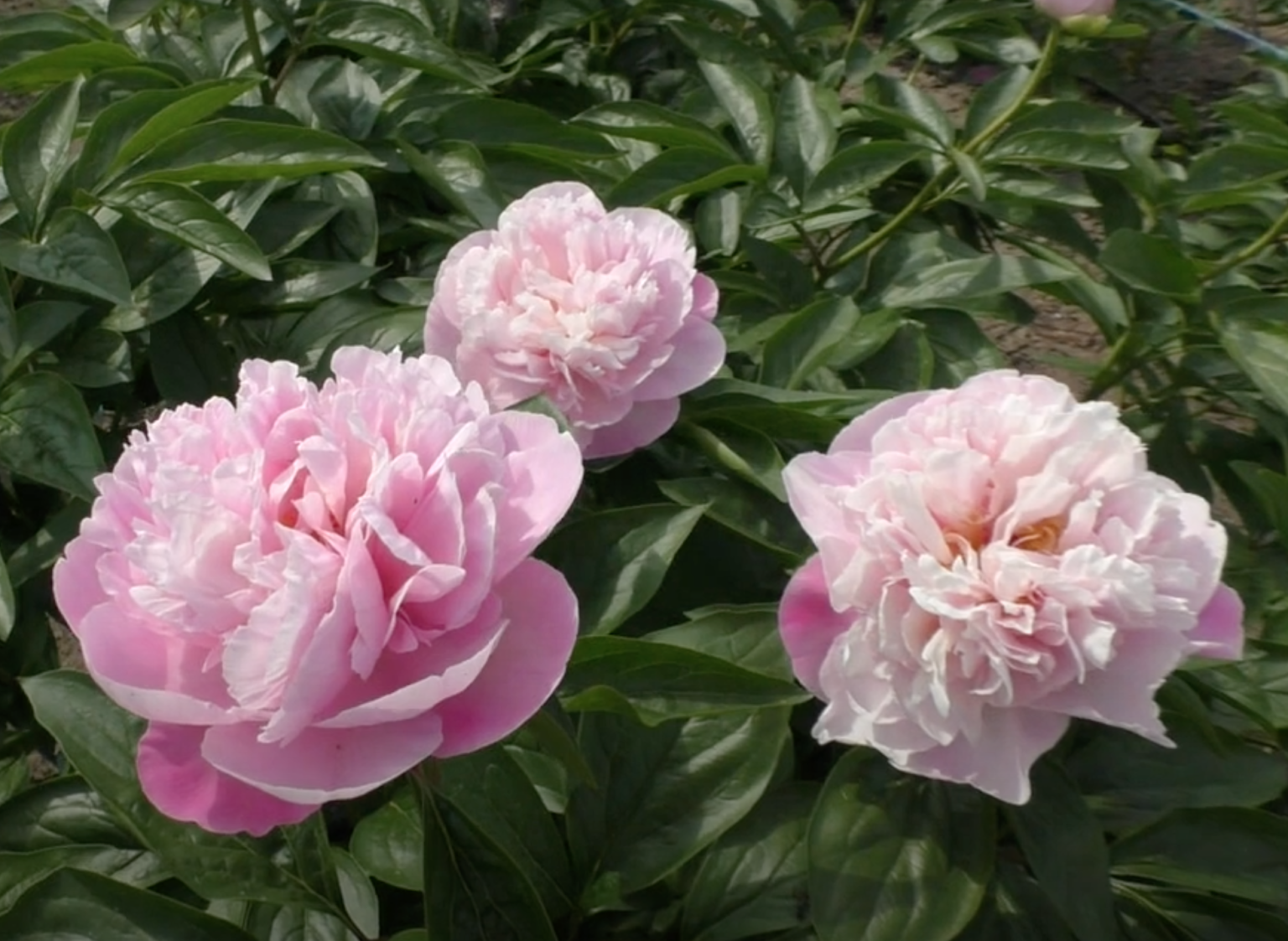 Northwind Maiden Peony (Bremer, 2021) - Halifax Perennials Inc.