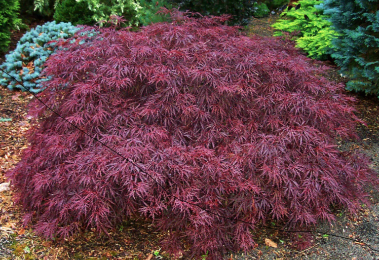 Red Dragon Japanese Maple (Weeping). 5-gallon pot - Halifax Perennials Inc.