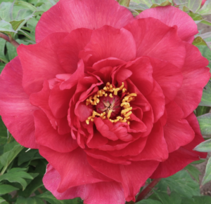 Pacific Wonderlanz Tree Peony (Irvine / Sutherland, New Zealand ...