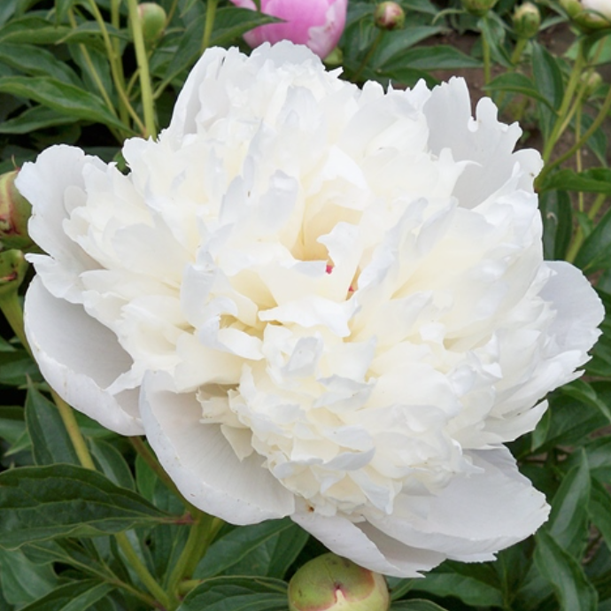 Solfatare Peony (Calot, France, 1861) - Halifax Perennials Inc.