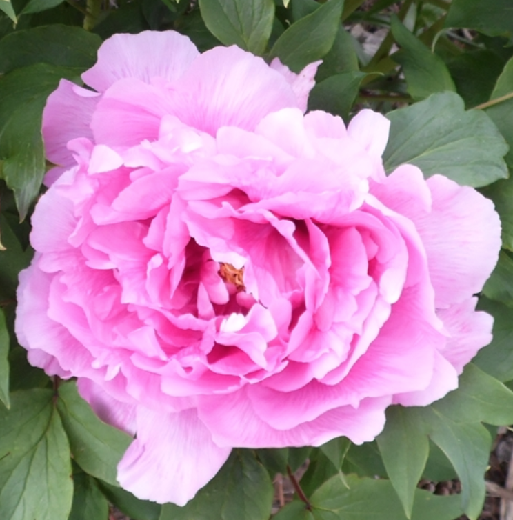 Stallwart Rose Tree peony - Halifax Perennials Inc.