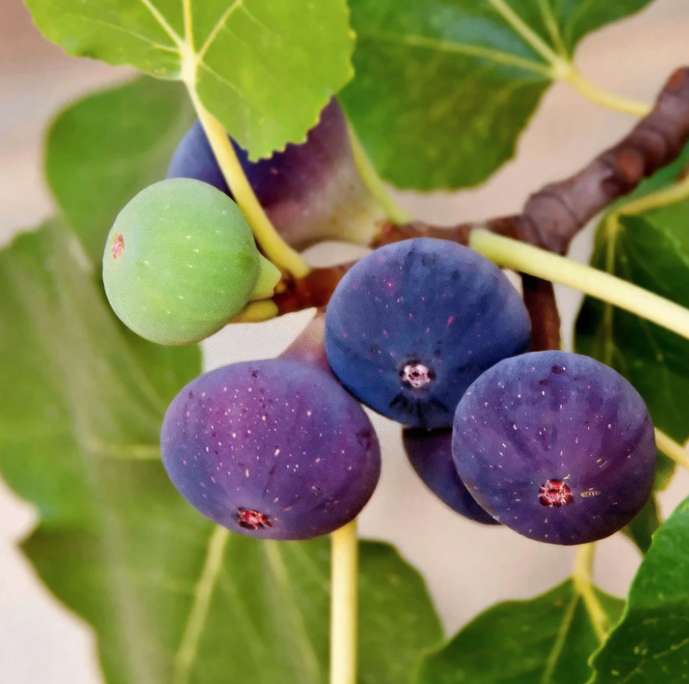 Chicago Hardy Fig Tree