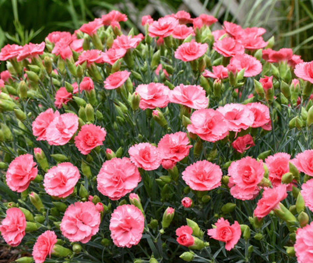 Dianthus 'Classic Coral' (Proven Winners) - Halifax Perennials Inc.