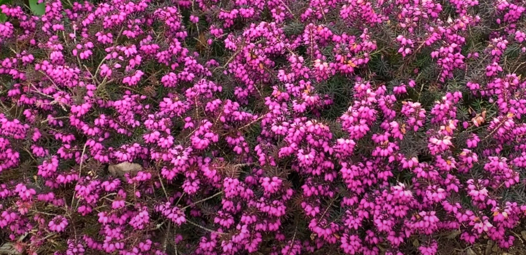 Kramer S Red Winter Heath Halifax Perennials Inc