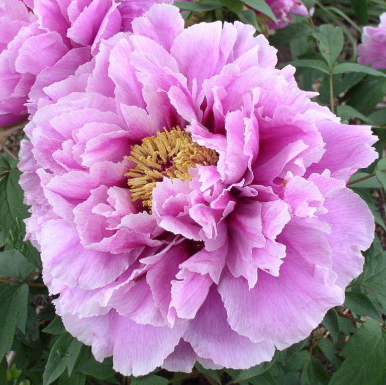 Fuji-zome-goromo Tree Peony (Japan) - Halifax Perennials Inc.