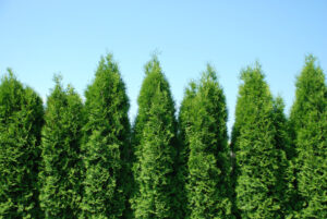 Green Giant thuja