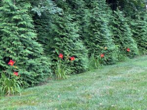 Green Giant thuja