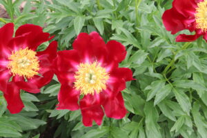 Mahogany peony