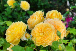 Molineux David Austin Rose