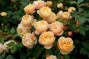 Roald Dahl David Austin Rose