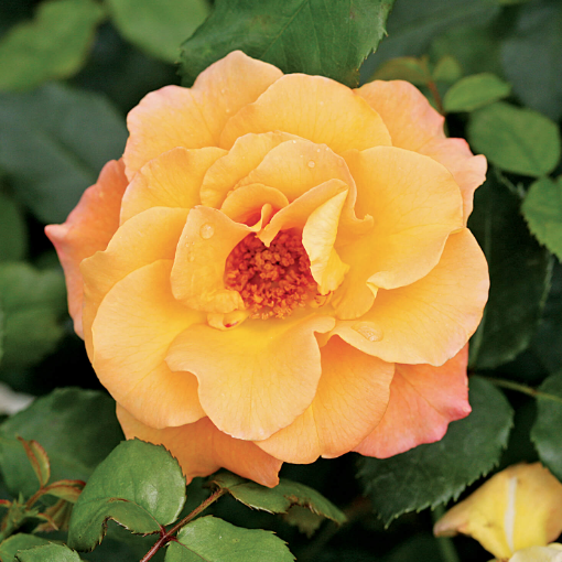 Morden Blush Rose (hardy to -39C)