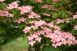 Satomi Kousa Dogwood (cornus)