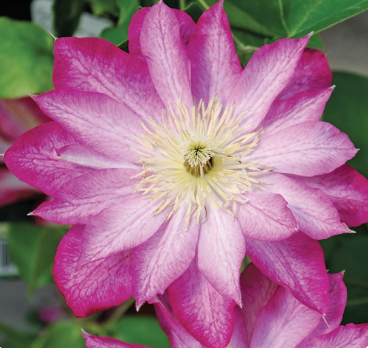 Clematis Asao (sun or bright shade) - Halifax Perennials Inc.