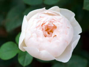 Desdemona David Austin rose (Halifax, NS, Canada)