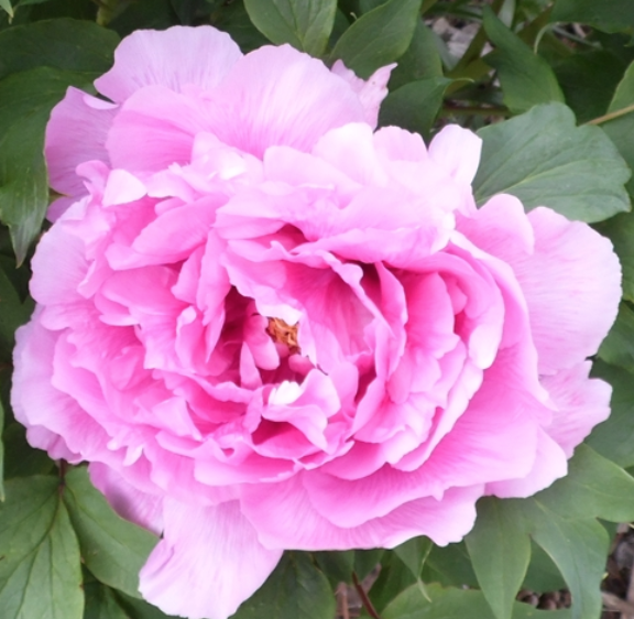 Stalwart Rose Tree Peony - Halifax Perennials Inc.