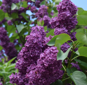 Agincourt Beauty French Lilac