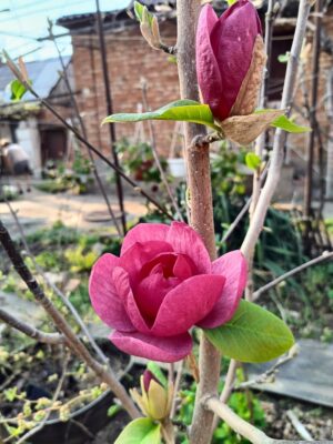 Black Tulip magnolia