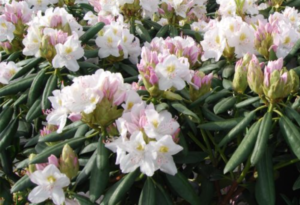 Catawba Album Rhododendron