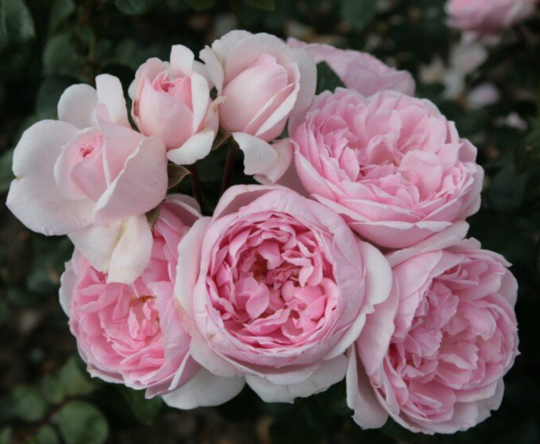 Cinderella Fairy Tale™ Rose by Kordes - Halifax Perennials Inc.