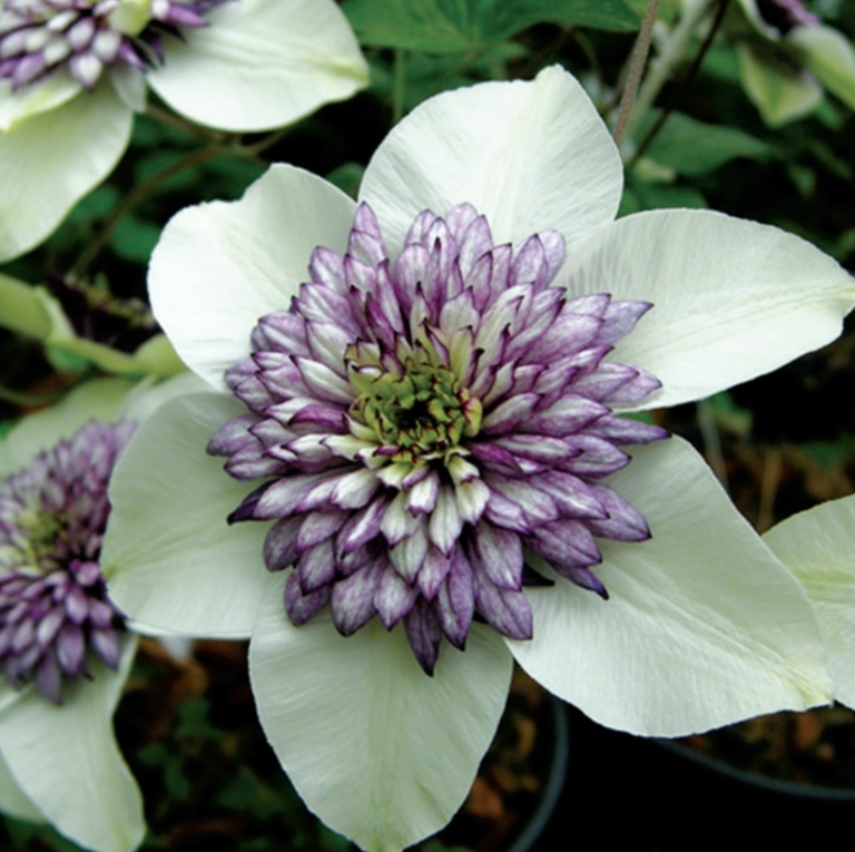 Clematis florida Sieboldii - Halifax Perennials Inc.