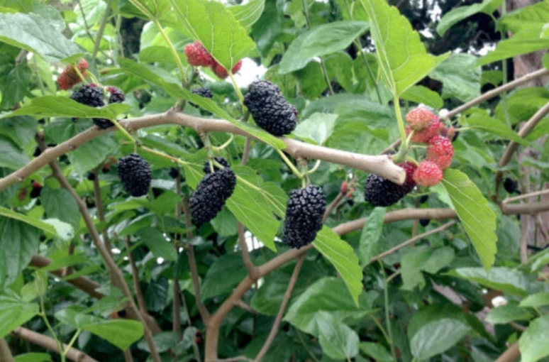 Weeping Mulberry (fruiting) - Halifax Perennials Inc.