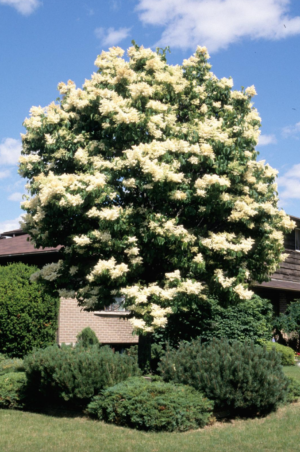 Ivory Silk Lilac Tree