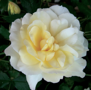 Leverkusen rose