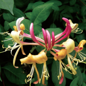 Lonicera honeysuckle Belgica