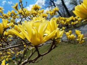 Magnolia Butterflies