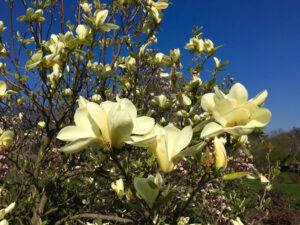 Magnolia Butterflies