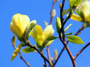 Magnolia Butterflies