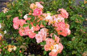 Peach Drift rose Meilland (Halifax NS Canada)