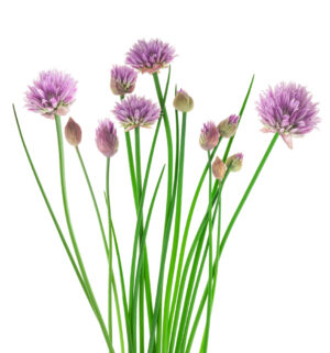 Chives Allium schoenoprasum