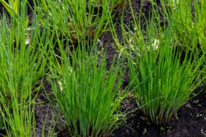 Chives Allium schoenoprasum