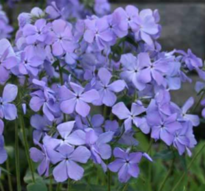 Blue Moon Woodland Phlox (shade-tolerant) - Halifax Perennials Inc.