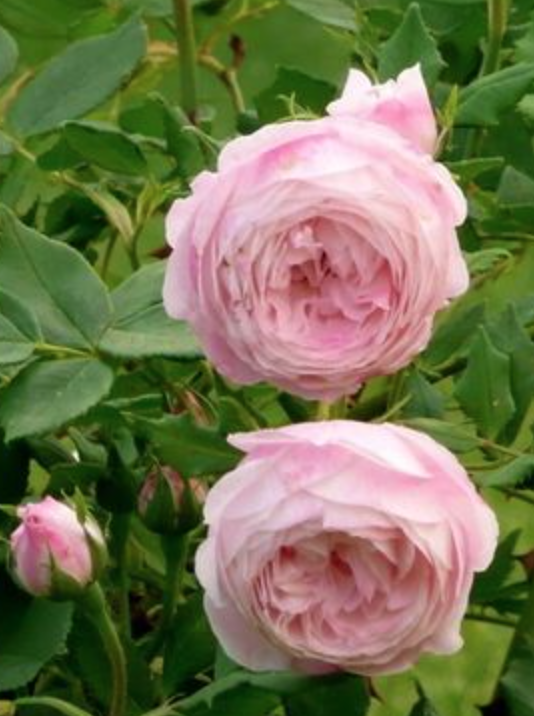 Madame Pierre Oger Rose (own root). Thornless - Halifax Perennials Inc.