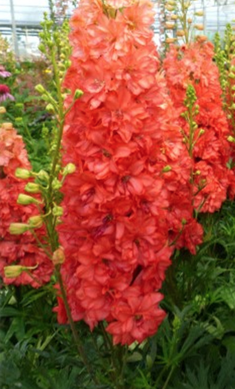 Red Lark Delphinium (Proven Winners) - Halifax Perennials Inc.