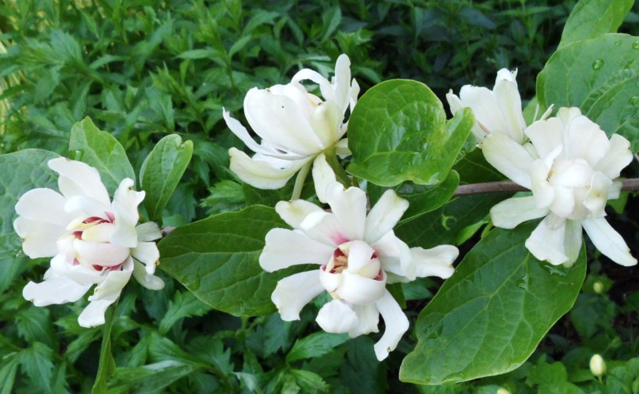 ‘Venus’ Sweetshrub - Halifax Perennials Inc.