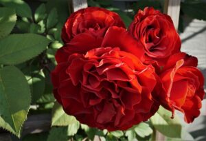 Lady In Red climbing rose Halifax NS Canada