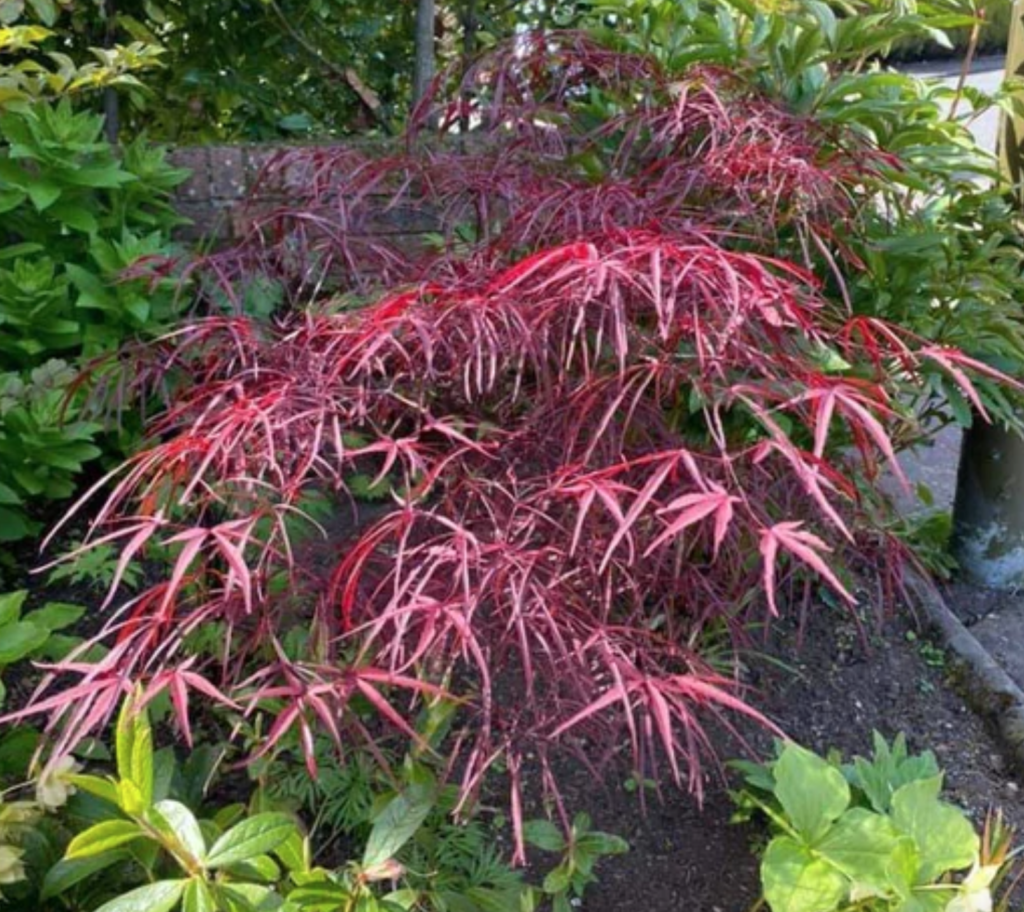 Aekan Ie's Japanese Maple (aka Enkan) - Halifax Perennials Inc.