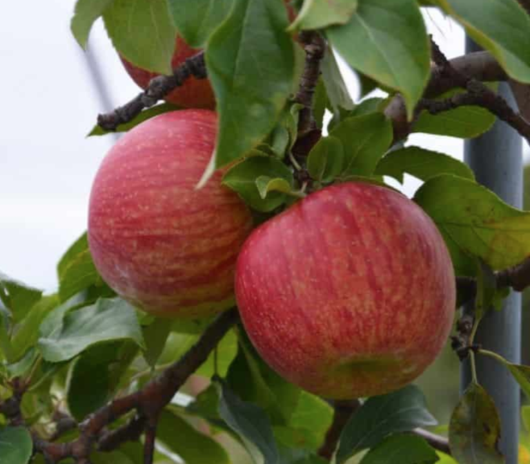 Royal Cortland Apple Tree - final sale - Halifax Perennials Inc.