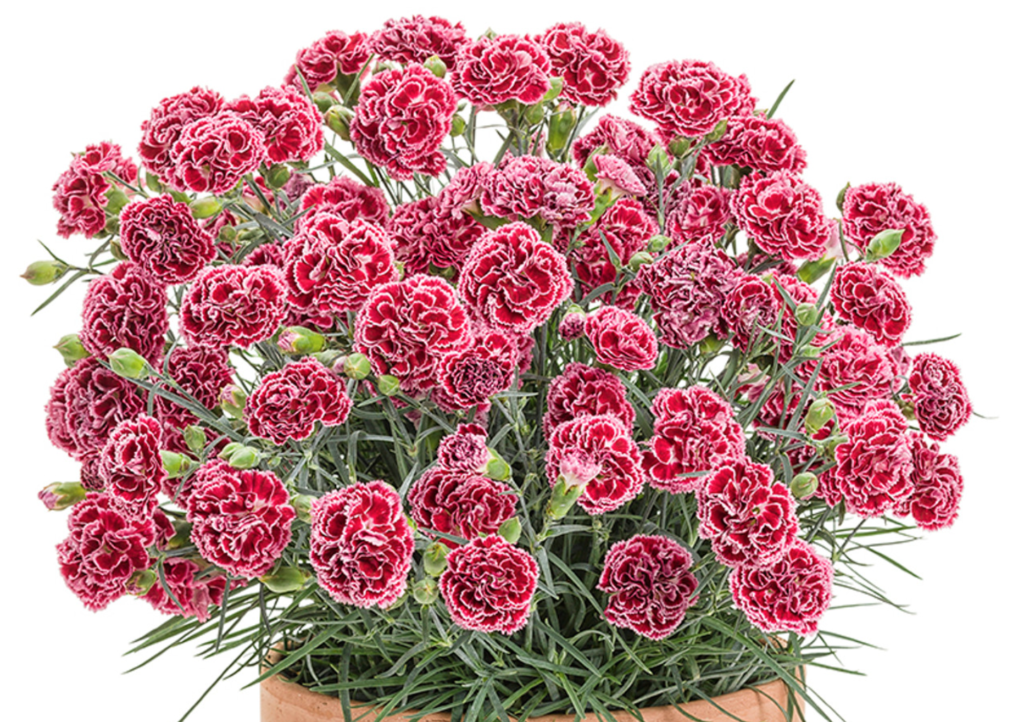 Cherry Vanilla Dianthus (Proven Winners) - Halifax Perennials Inc.