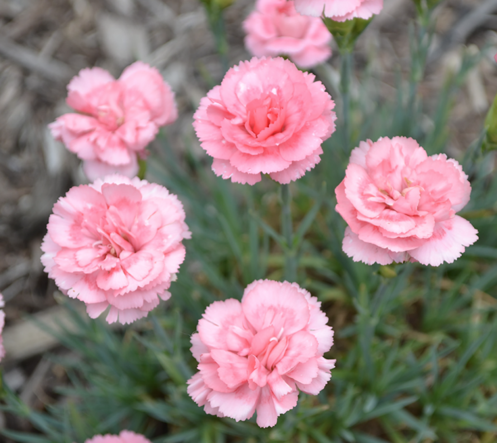 Dianthus Romance - Halifax Perennials Inc.